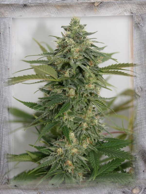 Amnesia Lemon Pie Feminised Cannabis Seeds | Garden of Green