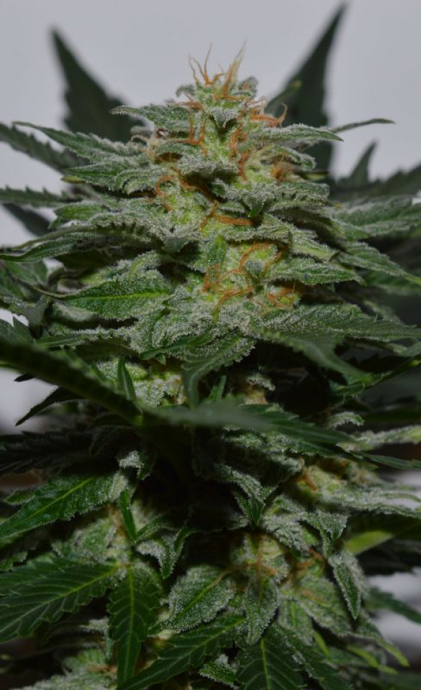 Sweetberry Cough Auto Feminised Cannabis Seeds | Garden of Green Sweetberry Cough Auto Feminised Cannabis Seeds | Garden of Green