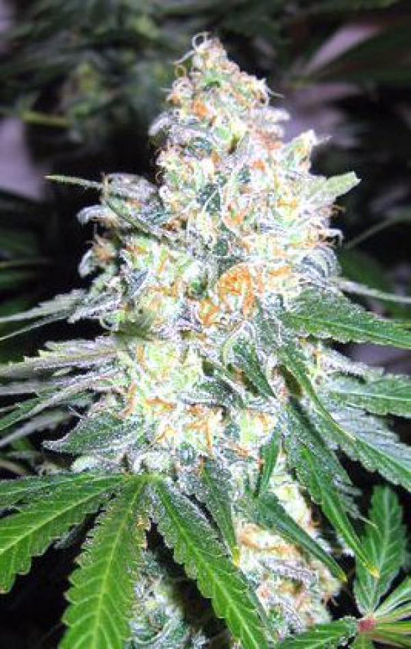 Diesel Berry Cough Feminised Cannabis Seeds | Garden of Green