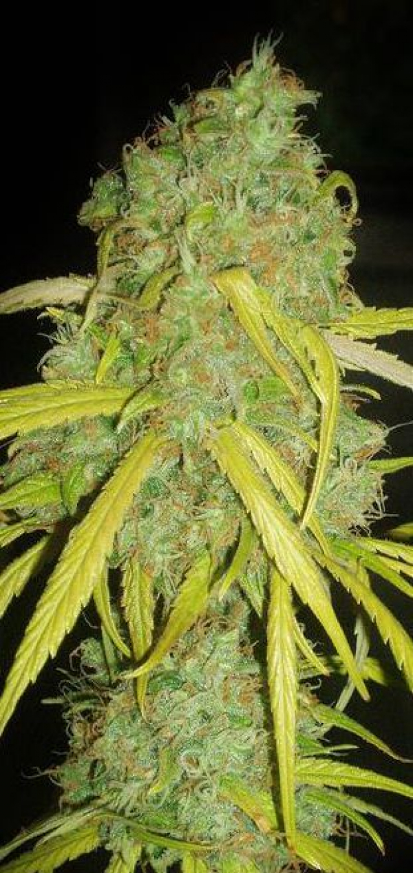 Pineapple Amnesia Feminised Cannabis Seeds | Garden of Green Pineapple Amnesia Feminised Cannabis Seeds | Garden of Green