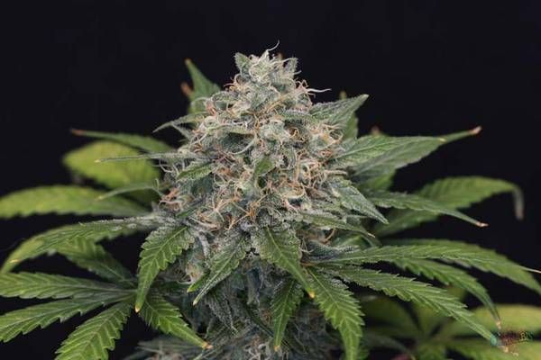 Super Pineapple Haze Feminised Cannabis Seeds | Garden of Green Super Pineapple Haze Feminised Cannabis Seeds | Garden of Green