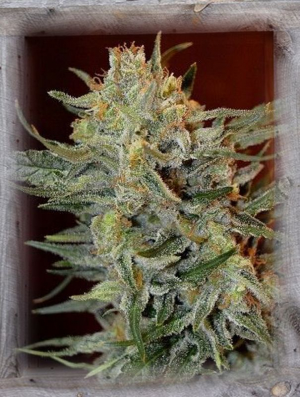 Amnesia Lemon Kush Feminised Cannabis Seeds | Garden of Green Amnesia Lemon Kush Feminised Cannabis Seeds | Garden of Green