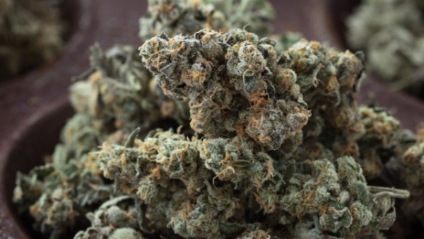 Animal Zookies Feminised Cannabis Seeds | Advanced Seeds. Animal Zookies Feminised Cannabis Seeds | Advanced Seeds.