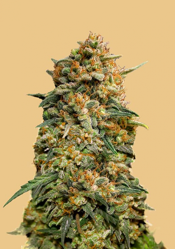 Auto Northern Lights Feminised cannabis Seeds | Fast Buds Originals.