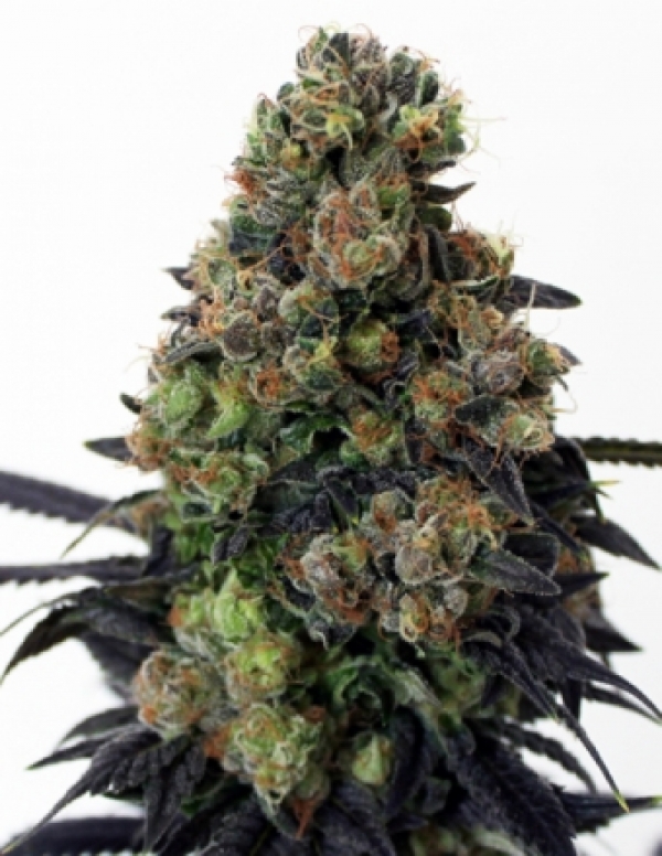 Acid Dough Feminised Cannabis Seeds