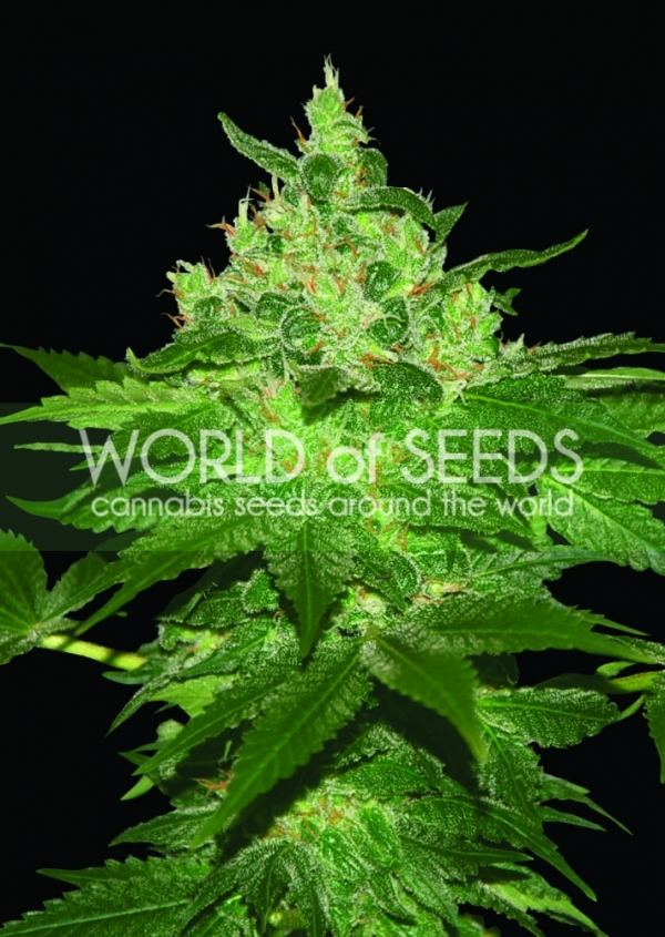 Afghan Kush Feminised Cannabis Seeds | World of Seeds