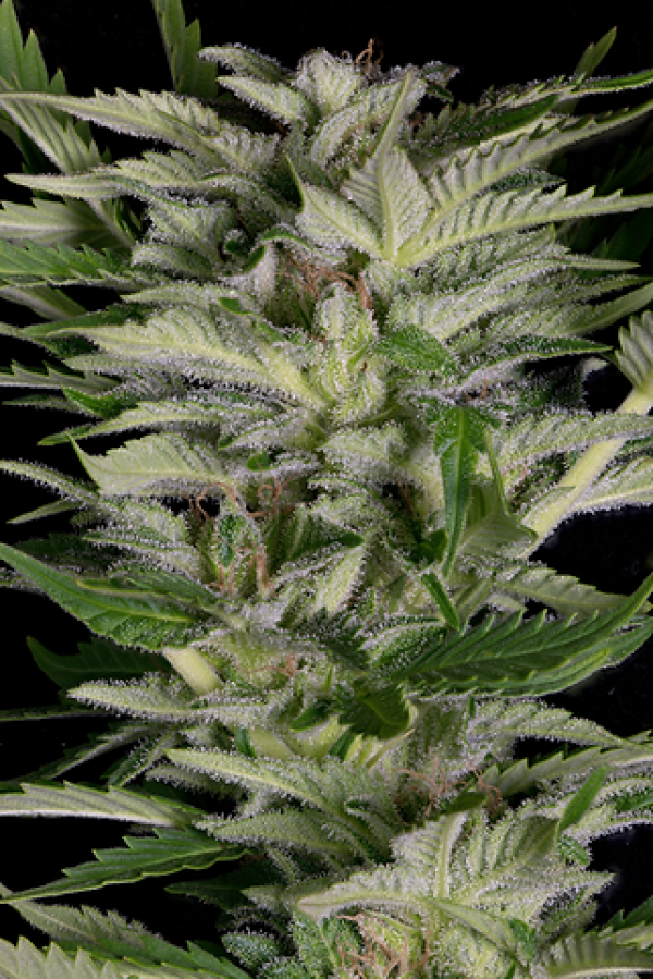 Alien Technology Feminised Cannabis Seeds | Big Head Seed