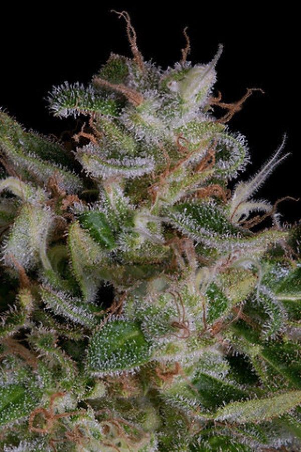Alien Gorilla Feminised Cannabis Seeds | Big Head Seeds