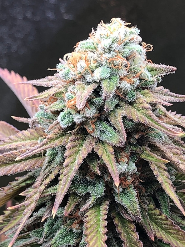 Alien Masster Kush Feminsed Cannabis Seeds | Critical Mass Collective Seeds Alien Masster Kush Feminsed Cannabis Seeds | Critical Mass Collective Seeds