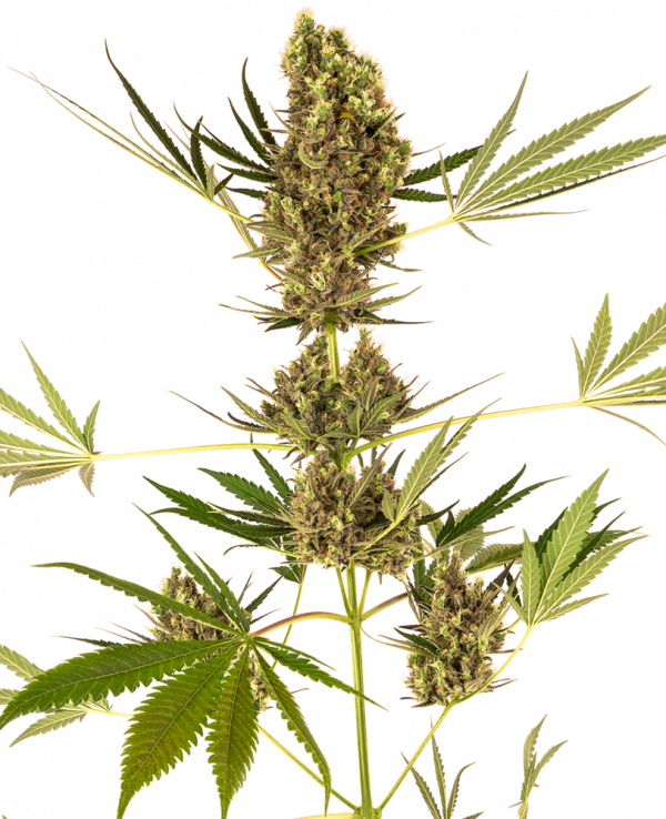 Alpine Delight CBD Auto Feminised Cannabis Seeds | Sensi Seeds