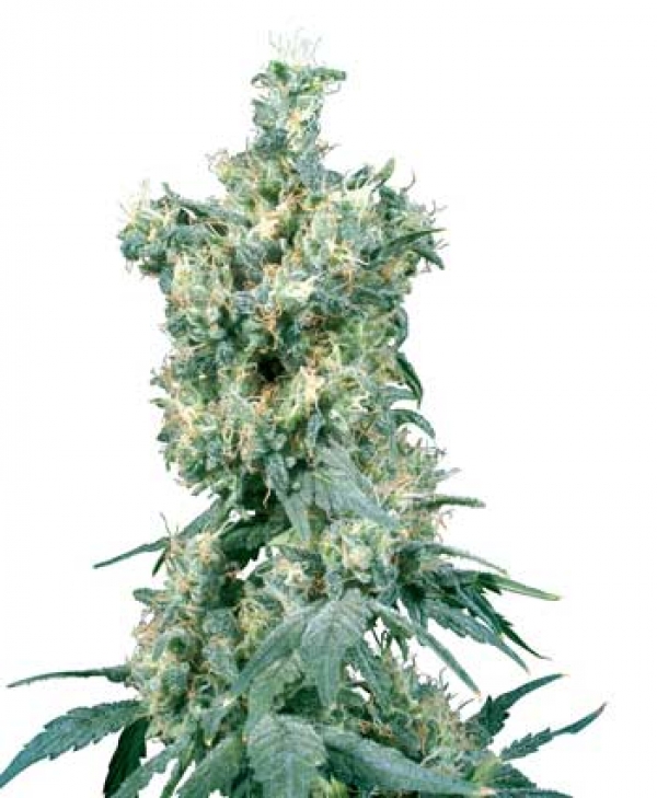 American Dream Regular Cannabis Seeds | Sensi Seeds American Dream Regular Cannabis Seeds | Sensi Seeds