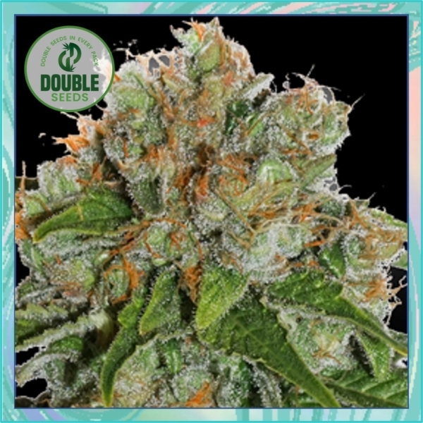 Amnesia Auto Feminised Cannabis Seeds - Double Seeds Amnesia Auto Feminised Cannabis Seeds - Double Seeds