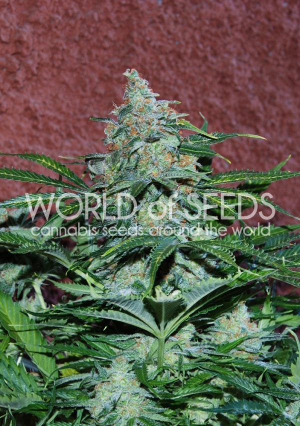 Amnesia Auto Feminised Cannabis Seeds | World of Seeds