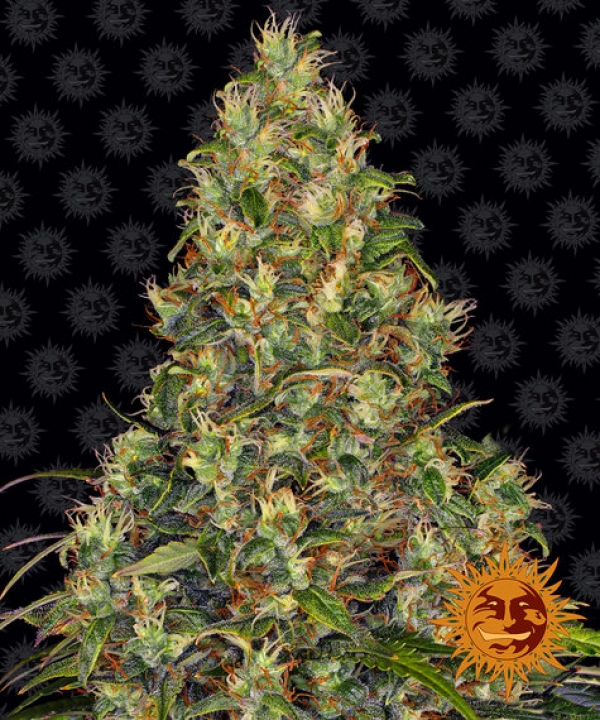 Amnesia Haze Auto Feminised Cannabis Seeds | Barney's Farm 