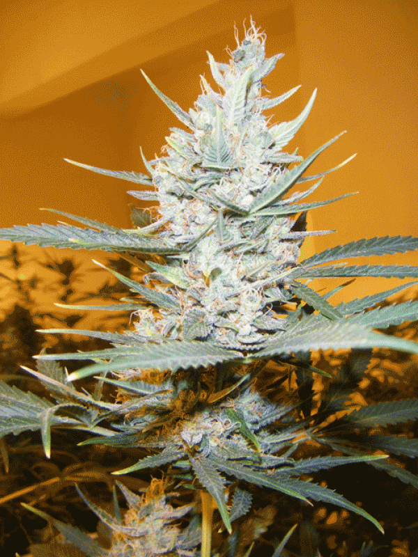 Amphetamine Auto Feminised Cannabis Seeds | Cream Of The Crop