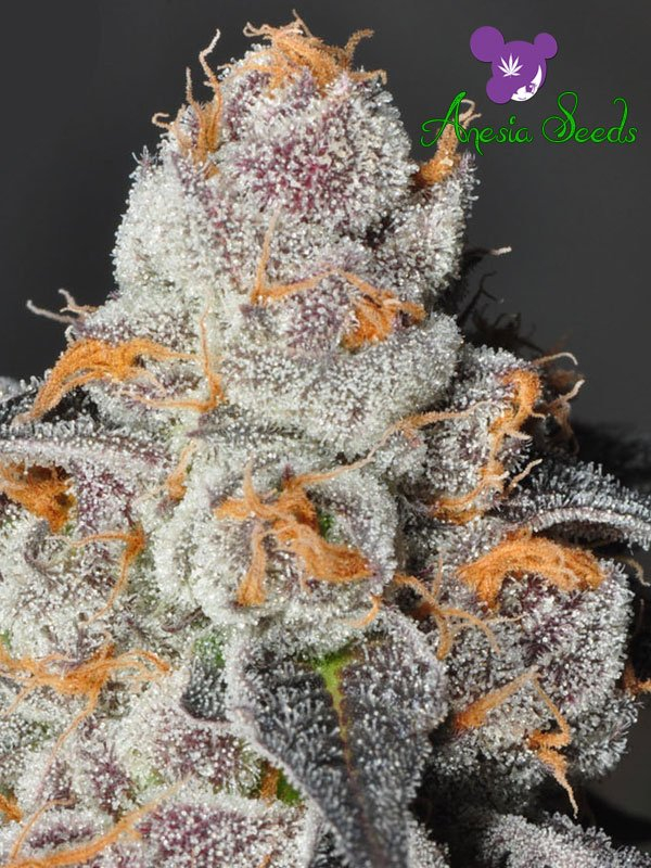 Anesia Scout Cookies Feminised Cannabis Seeds - Anesia Seeds