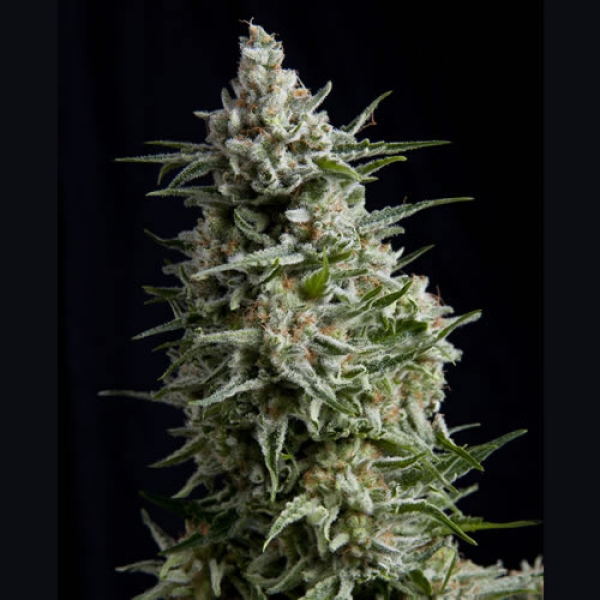 Auto Anesthesia Feminised Cannabis Seeds | Pyramid Seeds