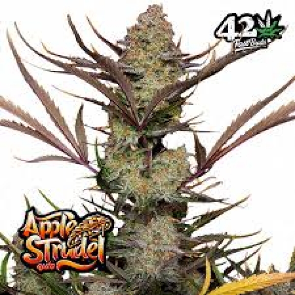 Apple Strudel Auto Feminised Cannabis Seeds | Fast Buds. Apple Strudel Auto Feminised Cannabis Seeds | Fast Buds.
