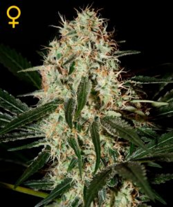 Arjan's Haze #3 Feminised Cannabis Seeds | Green House Seeds Arjan's Haze #3 Feminised Cannabis Seeds | Green House Seeds