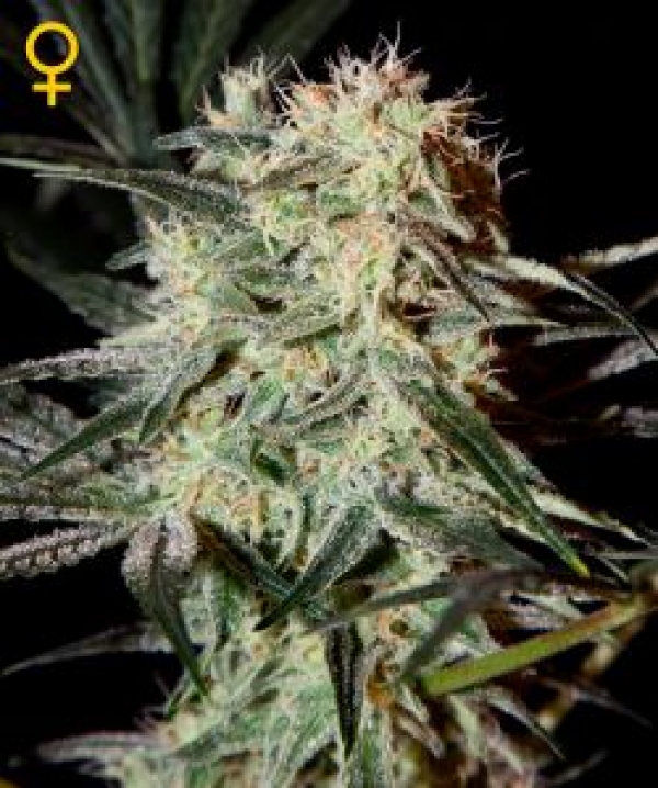Arjan's Strawberry Haze Feminised Cannabis Seeds | Green House Seeds 