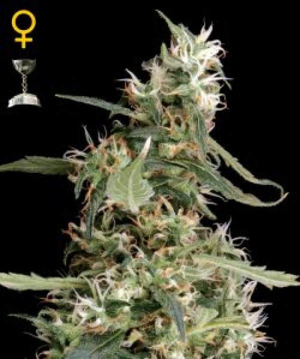 Arjan's Ultra Haze #1 Feminised Cannabis Seeds | Green House Seeds