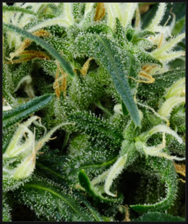 Arjan's Ultra Haze #2 Feminised Cannabis Seeds | Green House Seeds