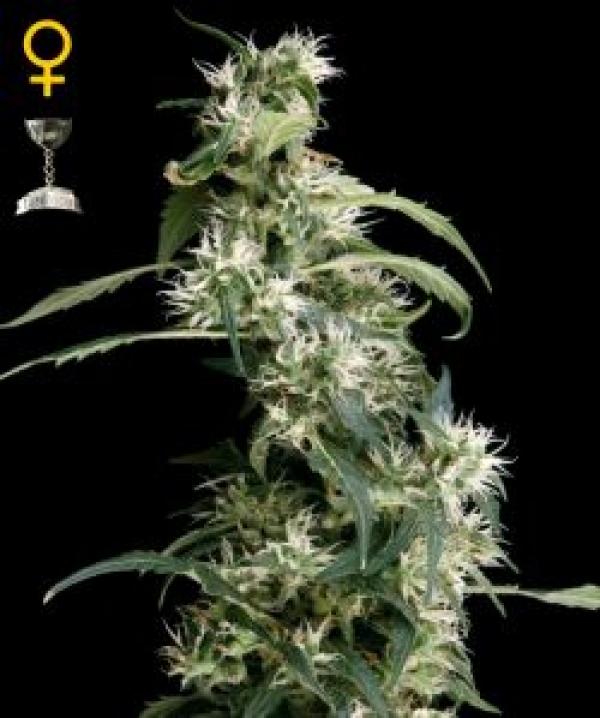 Arjan's Ultra Haze #2 Feminised Cannabis Seeds | Green House Seeds