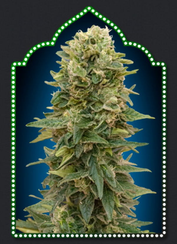 Auto Afghan Mass Feminised Cannabis Seeds | OO Seeds