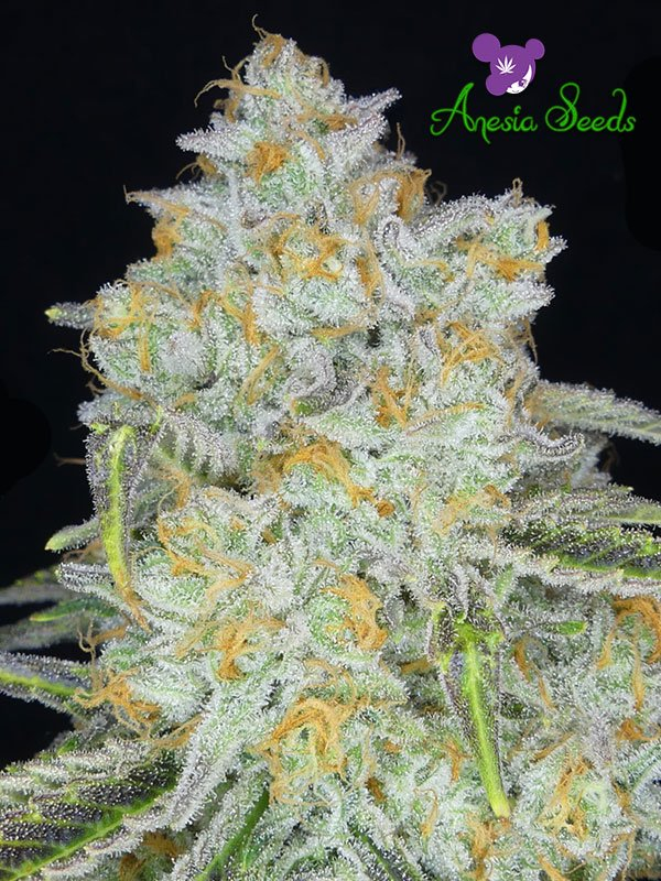 Auto Amnesia Flash Feminised Cannabis Seeds - Anesia Seeds