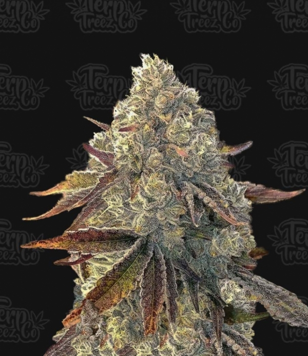 Auto Bacio Gelati Feminised Cannabis Seeds - Terp Treez