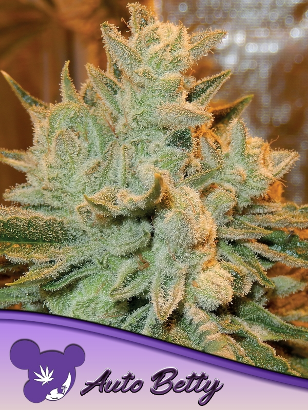 Auto Betty Feminised Cannabis Seeds - Anesia Seeds