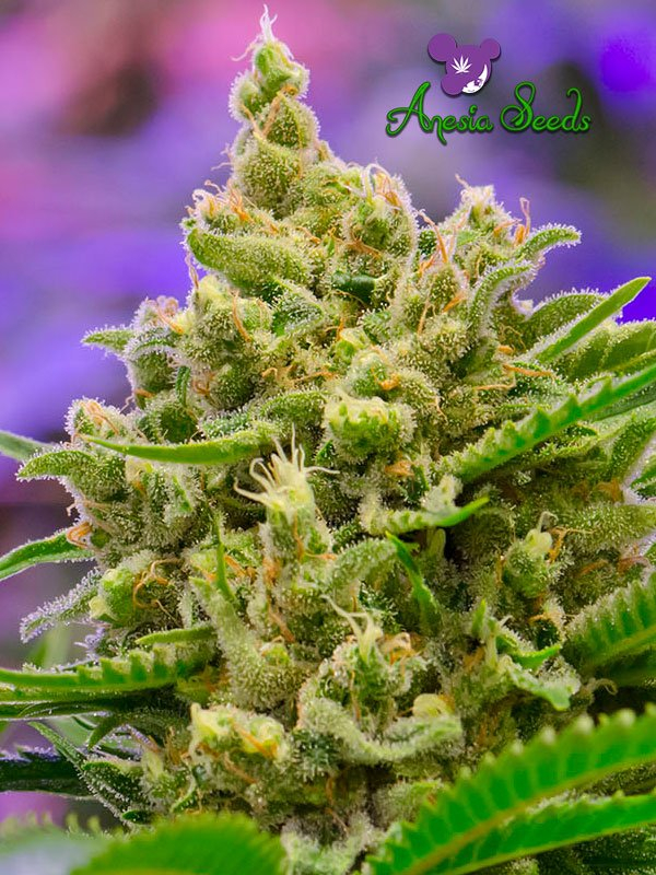 Auto Big Bazooka Feminised Cannabis Seeds - Anesia Seeds