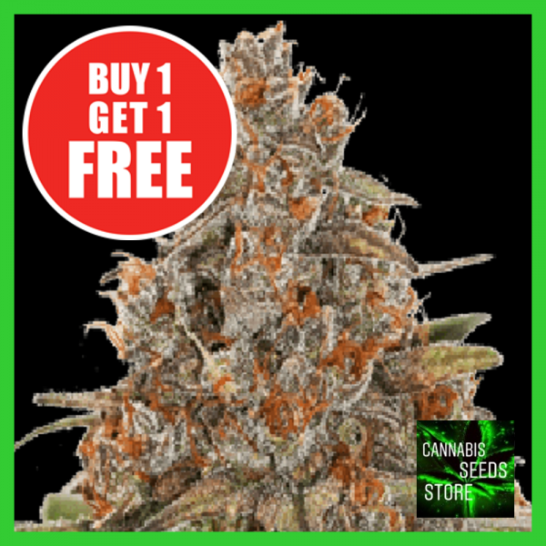 Auto Blackberry Gum Feminised Cannabis Seeds - Cannabis Seeds Store Auto Blackberry Gum Feminised Cannabis Seeds - Cannabis Seeds Store