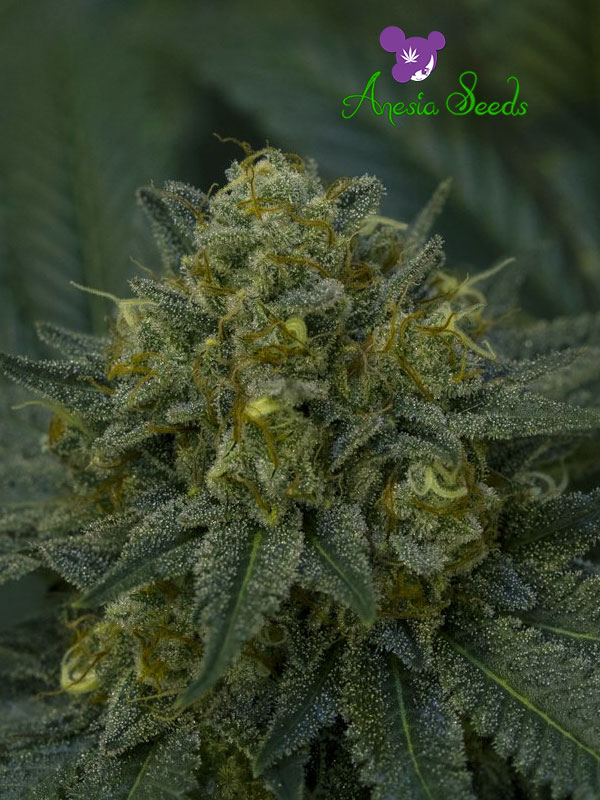 Auto Blackberry Moonrocks Feminised Cannabis Seeds - Anesia Seeds