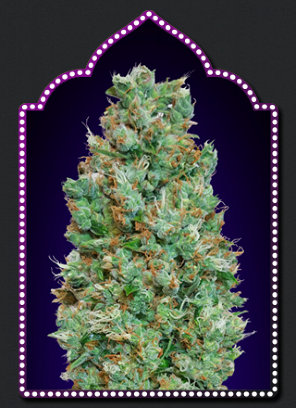 Auto Blueberry Feminised Cannabis Seeds | OO Seeds