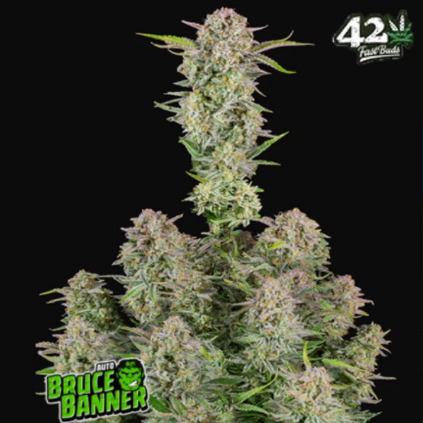 Bruce Banner Auto Feminised Cannabis Seeds | Fast Buds