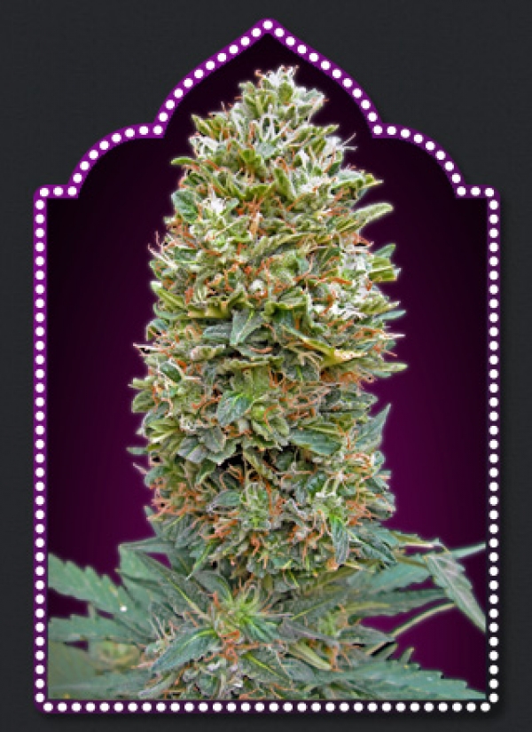 Auto Bubblegum Feminised Cannabis Seeds | OO Seeds