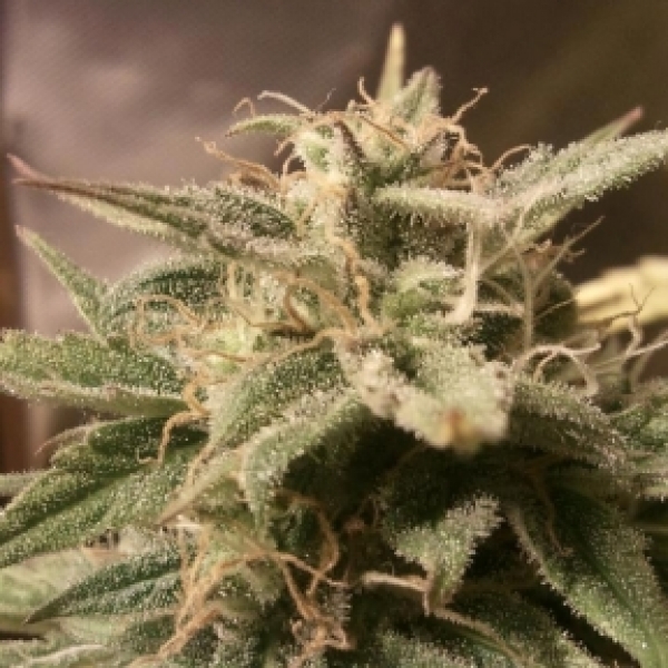 Auto Bubble Feminised Cannabis Seeds | Female Seeds Auto Bubble Feminised Cannabis Seeds | Female Seeds