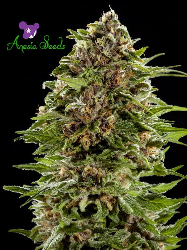 Auto Bubblegum Feminised Cannabis Seeds - Anesia Seeds