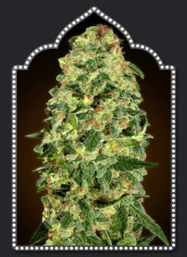 Auto California Kush Feminised Cannabis Seeds | OO Seeds