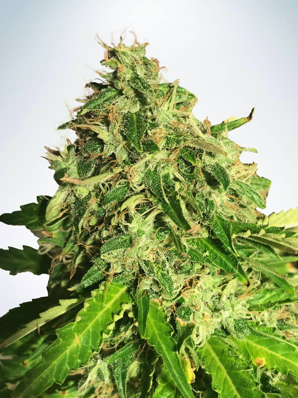 Auto Cannabis Light Feminised Cannabis Seeds | Ministry of Cannabis