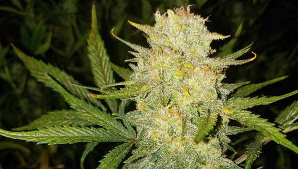 Auto Cheese Feminised cannabis Seeds | Fast Buds Originals.