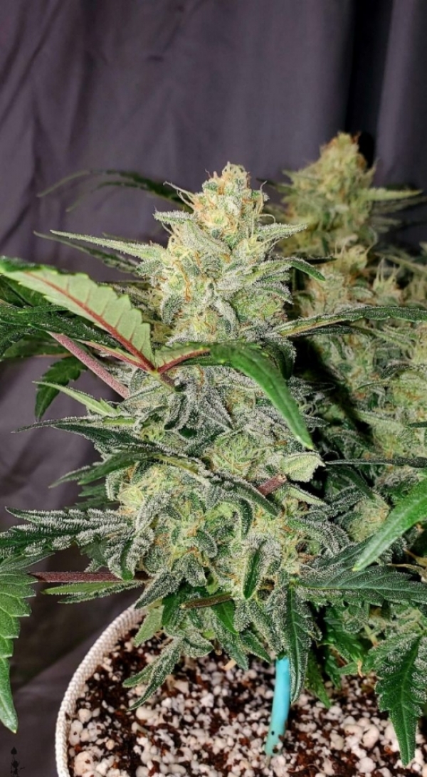 Auto Chemdawg Feminised cannabis Seeds | Fast Buds Originals.