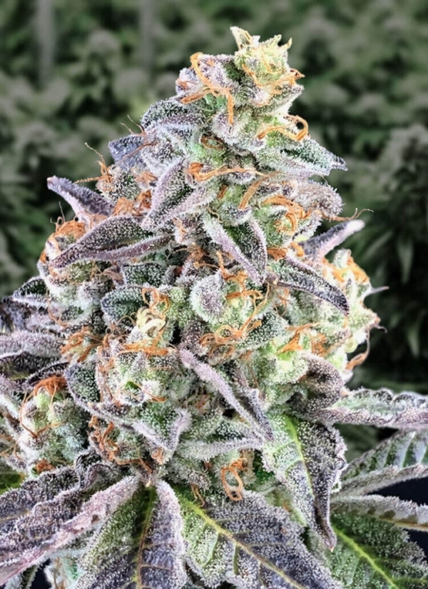 Auto Cherry Pie Feminised Cannabis Seeds | Advanced Seeds. Auto Cherry Pie Feminised Cannabis Seeds | Advanced Seeds.