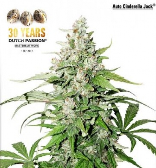 Auto Cinderella Jack Feminised Cannabis Seeds | Dutch Passion 