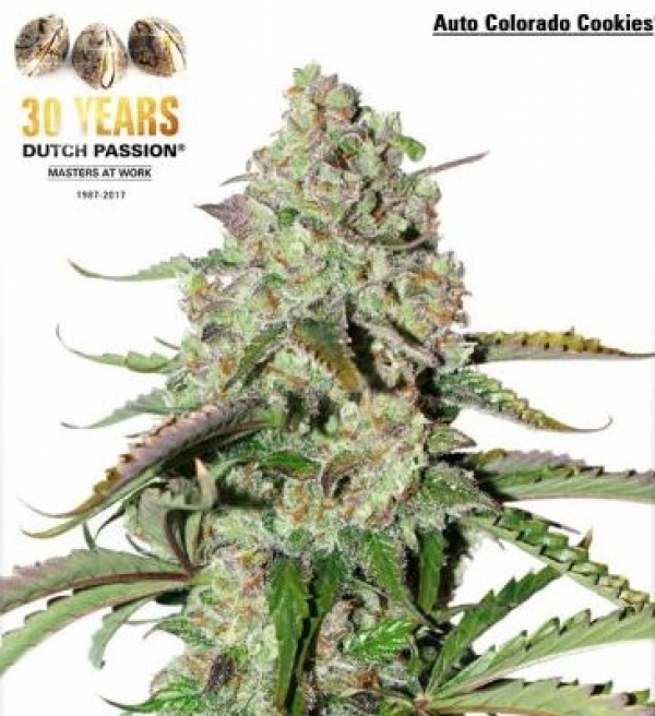 Auto Colorado Cookies Feminised Cannabis Seeds | Dutch Passion