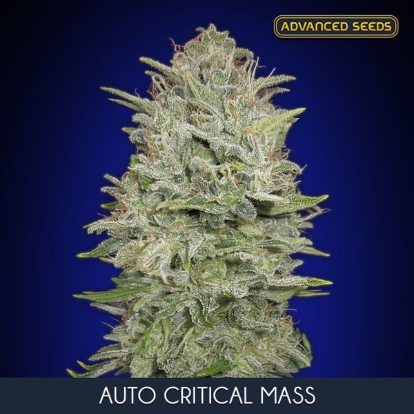 Auto Critical Mass Cannabis Seeds | Advanced Seeds. Auto Critical Mass Cannabis Seeds | Advanced Seeds.