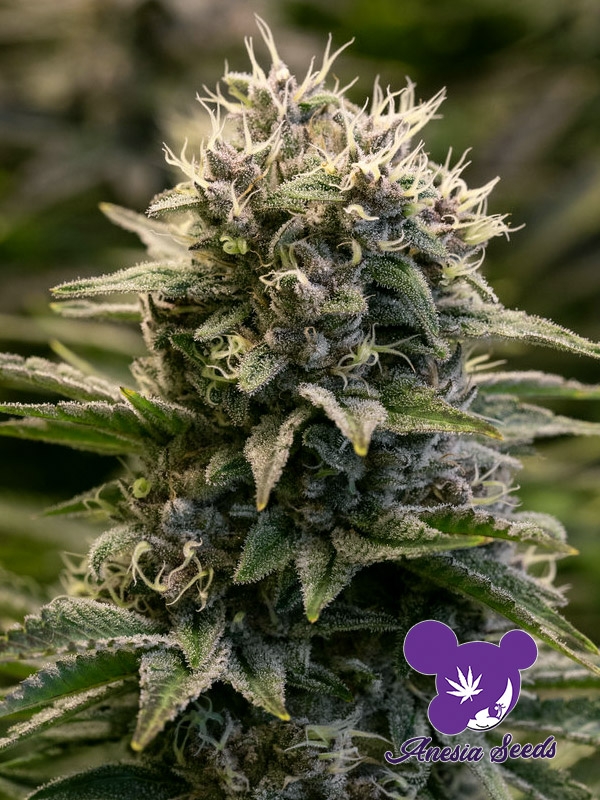 Fat Monkey Auto Feminised Cannabis Seeds - Anesia Seeds