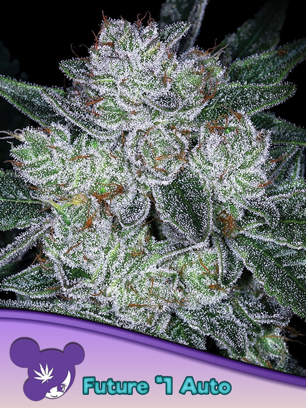 Auto Future Feminised Cannabis Seeds - Anesia Seeds