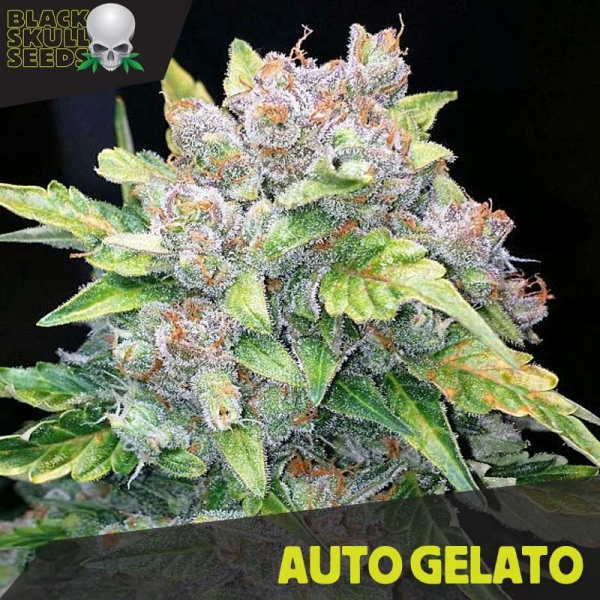 Auto Gelato Feminised Cannabis Seeds | Black Skull Seeds